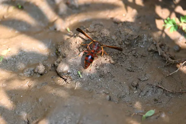 Sarı kağıt eşekarısı. Diğer isimleri değişik kağıt eşekarıları ve Polistes versicolor. Bu asubtropik sosyal eşekarısı Polistes ile birlikte, en yaygın kağıt eşekarısı cinsi. Isırığı çok acıtıyor..