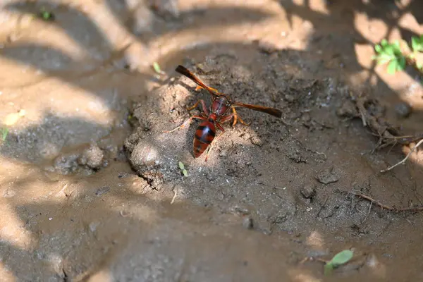 Sarı kağıt eşekarısı. Diğer isimleri değişik kağıt eşekarıları ve Polistes versicolor. Bu asubtropik sosyal eşekarısı Polistes ile birlikte, en yaygın kağıt eşekarısı cinsi. Isırığı çok acıtıyor..