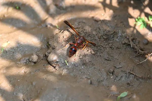 Sarı kağıt eşekarısı. Diğer isimleri değişik kağıt eşekarıları ve Polistes versicolor. Bu asubtropik sosyal eşekarısı Polistes ile birlikte, en yaygın kağıt eşekarısı cinsi. Isırığı çok acıtıyor..
