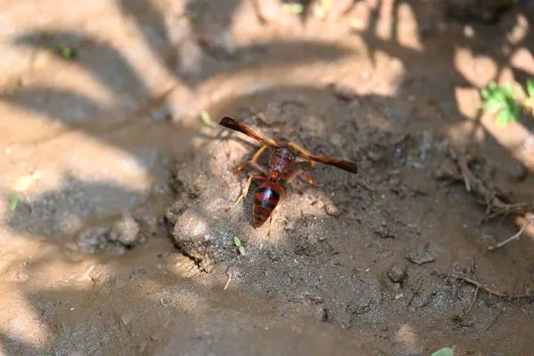 Sarı kağıt eşekarısı. Diğer isimleri değişik kağıt eşekarıları ve Polistes versicolor. Bu asubtropik sosyal eşekarısı Polistes ile birlikte, en yaygın kağıt eşekarısı cinsi. Isırığı çok acıtıyor..