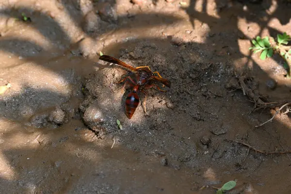 Sarı kağıt eşekarısı. Diğer isimleri değişik kağıt eşekarıları ve Polistes versicolor. Bu asubtropik sosyal eşekarısı Polistes ile birlikte, en yaygın kağıt eşekarısı cinsi. Isırığı çok acıtıyor..