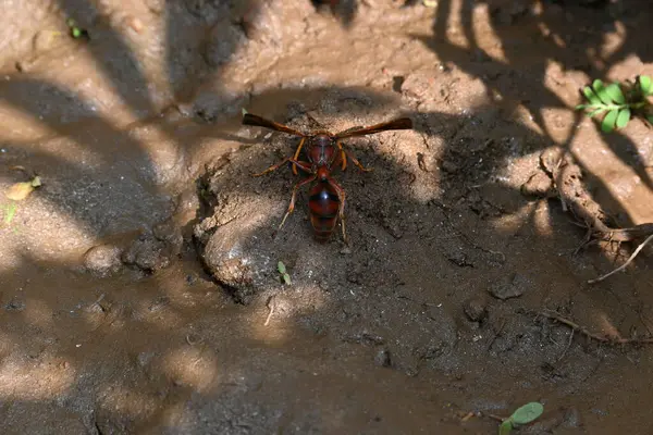 Sarı kağıt eşekarısı. Diğer isimleri değişik kağıt eşekarıları ve Polistes versicolor. Bu asubtropik sosyal eşekarısı Polistes ile birlikte, en yaygın kağıt eşekarısı cinsi. Isırığı çok acıtıyor..