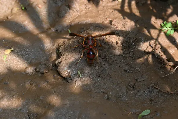 Sarı kağıt eşekarısı. Diğer isimleri değişik kağıt eşekarıları ve Polistes versicolor. Bu asubtropik sosyal eşekarısı Polistes ile birlikte, en yaygın kağıt eşekarısı cinsi. Isırığı çok acıtıyor..