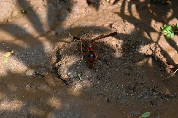 Sarı kağıt eşekarısı. Diğer isimleri değişik kağıt eşekarıları ve Polistes versicolor. Bu asubtropik sosyal eşekarısı Polistes ile birlikte, en yaygın kağıt eşekarısı cinsi. Isırığı çok acıtıyor..