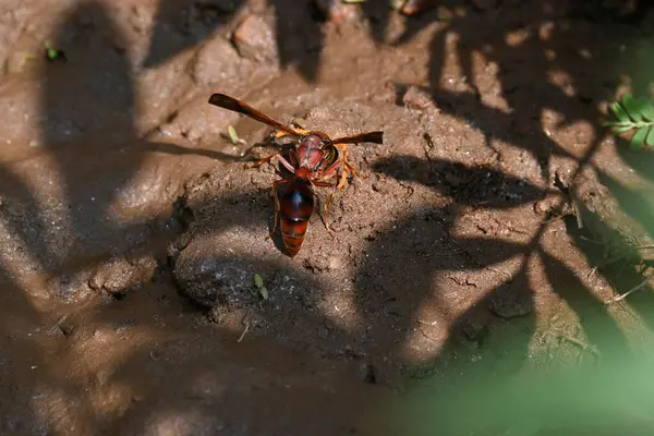 Sarı kağıt eşekarısı. Diğer isimleri değişik kağıt eşekarıları ve Polistes versicolor. Bu asubtropik sosyal eşekarısı Polistes ile birlikte, en yaygın kağıt eşekarısı cinsi. Isırığı çok acıtıyor..