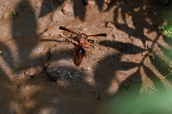 Sarı kağıt eşekarısı. Diğer isimleri değişik kağıt eşekarıları ve Polistes versicolor. Bu asubtropik sosyal eşekarısı Polistes ile birlikte, en yaygın kağıt eşekarısı cinsi. Isırığı çok acıtıyor..