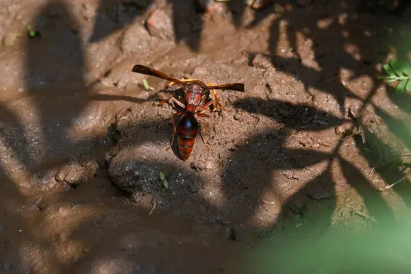 Sarı kağıt eşekarısı. Diğer isimleri değişik kağıt eşekarıları ve Polistes versicolor. Bu asubtropik sosyal eşekarısı Polistes ile birlikte, en yaygın kağıt eşekarısı cinsi. Isırığı çok acıtıyor..