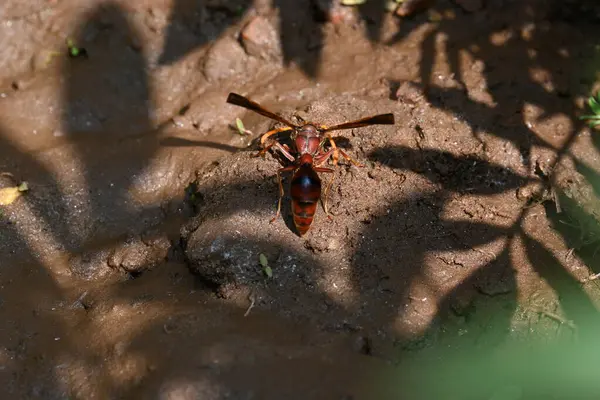 Sarı kağıt eşekarısı. Diğer isimleri değişik kağıt eşekarıları ve Polistes versicolor. Bu asubtropik sosyal eşekarısı Polistes ile birlikte, en yaygın kağıt eşekarısı cinsi. Isırığı çok acıtıyor..