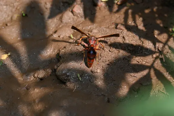 Sarı kağıt eşekarısı. Diğer isimleri değişik kağıt eşekarıları ve Polistes versicolor. Bu asubtropik sosyal eşekarısı Polistes ile birlikte, en yaygın kağıt eşekarısı cinsi. Isırığı çok acıtıyor..