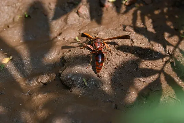 Sarı kağıt eşekarısı. Diğer isimleri değişik kağıt eşekarıları ve Polistes versicolor. Bu asubtropik sosyal eşekarısı Polistes ile birlikte, en yaygın kağıt eşekarısı cinsi. Isırığı çok acıtıyor..