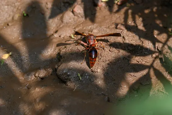 Sarı kağıt eşekarısı. Diğer isimleri değişik kağıt eşekarıları ve Polistes versicolor. Bu asubtropik sosyal eşekarısı Polistes ile birlikte, en yaygın kağıt eşekarısı cinsi. Isırığı çok acıtıyor..