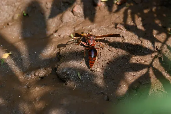 Keçi eti doğrama. Hint köyündeki geleneksel demir aletlerden taze çiğ ya da pişmemiş koyun eti. Keçi etini küçük parçalara ayırmak..