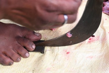 Keçi eti doğrama. Hint köyündeki geleneksel demir aletlerden taze çiğ ya da pişmemiş koyun eti. Keçi etini küçük parçalara ayırmak..