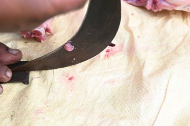 Keçi eti doğrama. Hint köyündeki geleneksel demir aletlerden taze çiğ ya da pişmemiş koyun eti. Keçi etini küçük parçalara ayırmak..