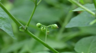 Solanum nigrum meyveleri. Yaygın adı Avrupa siyah itüzümü, simsiyah itüzümü, böğürtlen üzümü ve siyah itüzümü. Bu, Solanaceae familyasından bir bitki türüdür.. 