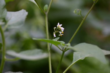 Solanum nigrum çiçekleri. Yaygın adı Avrupa siyah itüzümü, simsiyah itüzümü, böğürtlen üzümü ve siyah itüzümü. Bu, Solanaceae familyasından bir bitki türüdür.. 
