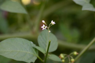 Solanum nigrum çiçekleri. Yaygın adı Avrupa siyah itüzümü, simsiyah itüzümü, böğürtlen üzümü ve siyah itüzümü. Bu, Solanaceae familyasından bir bitki türüdür.. 