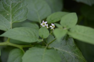 Solanum nigrum çiçekleri. Yaygın adı Avrupa siyah itüzümü, simsiyah itüzümü, böğürtlen üzümü ve siyah itüzümü. Bu, Solanaceae familyasından bir bitki türüdür.. 