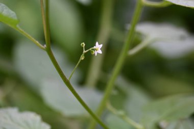Solanum nigrum çiçekleri. Yaygın adı Avrupa siyah itüzümü, simsiyah itüzümü, böğürtlen üzümü ve siyah itüzümü. Bu, Solanaceae familyasından bir bitki türüdür.. 