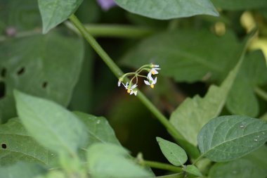 Solanum nigrum çiçekleri. Yaygın adı Avrupa siyah itüzümü, simsiyah itüzümü, böğürtlen üzümü ve siyah itüzümü. Bu, Solanaceae familyasından bir bitki türüdür.. 