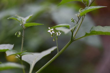 Solanum nigrum çiçekleri. Yaygın adı Avrupa siyah itüzümü, simsiyah itüzümü, böğürtlen üzümü ve siyah itüzümü. Bu, Solanaceae familyasından bir bitki türüdür.. 