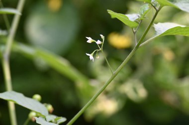 Solanum nigrum çiçekleri. Yaygın adı Avrupa siyah itüzümü, simsiyah itüzümü, böğürtlen üzümü ve siyah itüzümü. Bu, Solanaceae familyasından bir bitki türüdür.. 