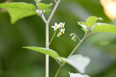 Solanum nigrum çiçekleri. Yaygın adı Avrupa siyah itüzümü, simsiyah itüzümü, böğürtlen üzümü ve siyah itüzümü. Bu, Solanaceae familyasından bir bitki türüdür.. 