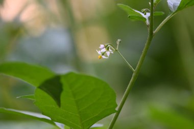 Solanum nigrum çiçekleri. Yaygın adı Avrupa siyah itüzümü, simsiyah itüzümü, böğürtlen üzümü ve siyah itüzümü. Bu, Solanaceae familyasından bir bitki türüdür.. 
