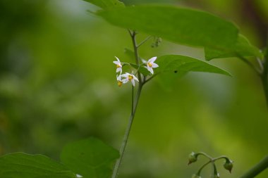 Solanum nigrum çiçekleri. Yaygın adı Avrupa siyah itüzümü, simsiyah itüzümü, böğürtlen üzümü ve siyah itüzümü. Bu, Solanaceae familyasından bir bitki türüdür.. 