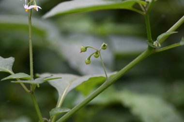 Solanum nigrum meyveleri. Yaygın adı Avrupa siyah itüzümü, simsiyah itüzümü, böğürtlen üzümü ve siyah itüzümü. Bu, Solanaceae familyasından bir bitki türüdür.. 