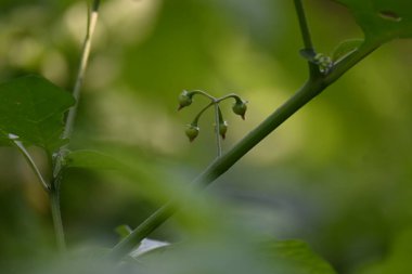 Solanum nigrum meyveleri. Yaygın adı Avrupa siyah itüzümü, simsiyah itüzümü, böğürtlen üzümü ve siyah itüzümü. Bu, Solanaceae familyasından bir bitki türüdür.. 
