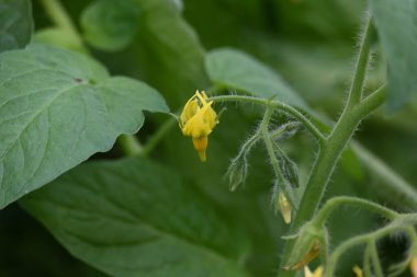 Domates çiçeği. Organik bir bahçede sarı domates çiçekleri. Çiçek açma aşamasında domates bitkisi. Sebze çiçeği..