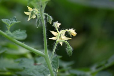Domates çiçeği. Organik bir bahçede sarı domates çiçekleri. Çiçek açma aşamasında domates bitkisi. Sebze çiçeği..