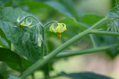 Domates çiçeği. Organik bir bahçede sarı domates çiçekleri. Çiçek açma aşamasında domates bitkisi. Sebze çiçeği..