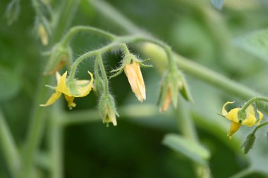 Domates çiçeği. Organik bir bahçede sarı domates çiçekleri. Çiçek açma aşamasında domates bitkisi. Sebze çiçeği..
