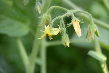 Domates çiçeği. Organik bir bahçede sarı domates çiçekleri. Çiçek açma aşamasında domates bitkisi. Sebze çiçeği..