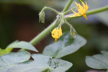 Domates çiçeği. Organik bir bahçede sarı domates çiçekleri. Çiçek açma aşamasında domates bitkisi. Sebze çiçeği..