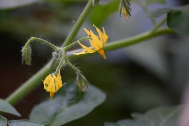 Domates çiçeği. Organik bir bahçede sarı domates çiçekleri. Çiçek açma aşamasında domates bitkisi. Sebze çiçeği..
