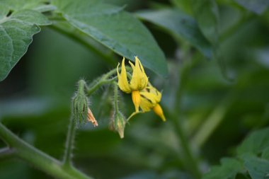 Domates çiçeği. Organik bir bahçede sarı domates çiçekleri. Çiçek açma aşamasında domates bitkisi. Sebze çiçeği..