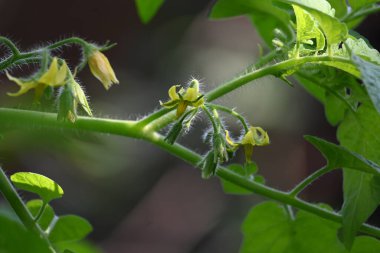 Domates çiçeği. Organik bir bahçede sarı domates çiçekleri. Çiçek açma aşamasında domates bitkisi. Sebze çiçeği..