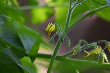 Domates çiçeği. Organik bir bahçede sarı domates çiçekleri. Çiçek açma aşamasında domates bitkisi. Sebze çiçeği..
