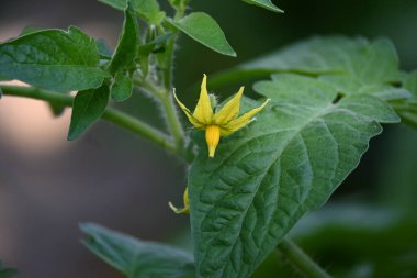 Domates çiçeği. Organik bir bahçede sarı domates çiçekleri. Çiçek açma aşamasında domates bitkisi. Sebze çiçeği..
