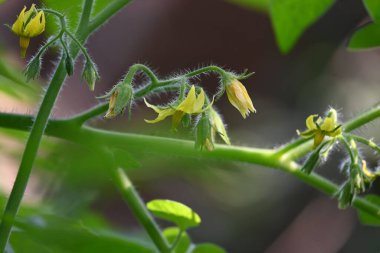 Domates çiçeği. Organik bir bahçede sarı domates çiçekleri. Çiçek açma aşamasında domates bitkisi. Sebze çiçeği..
