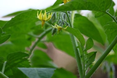 Domates çiçeği. Organik bir bahçede sarı domates çiçekleri. Çiçek açma aşamasında domates bitkisi. Sebze çiçeği..