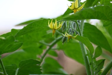 Domates çiçeği. Organik bir bahçede sarı domates çiçekleri. Çiçek açma aşamasında domates bitkisi. Sebze çiçeği..