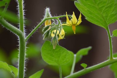 Domates çiçeği. Organik bir bahçede sarı domates çiçekleri. Çiçek açma aşamasında domates bitkisi. Sebze çiçeği..