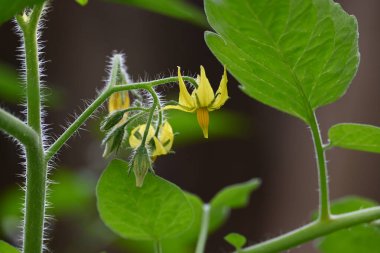 Domates çiçeği. Organik bir bahçede sarı domates çiçekleri. Çiçek açma aşamasında domates bitkisi. Sebze çiçeği..