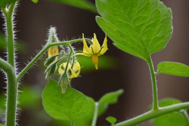 Domates çiçeği. Organik bir bahçede sarı domates çiçekleri. Çiçek açma aşamasında domates bitkisi. Sebze çiçeği..