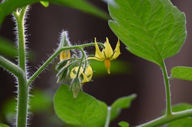 Domates çiçeği. Organik bir bahçede sarı domates çiçekleri. Çiçek açma aşamasında domates bitkisi. Sebze çiçeği..