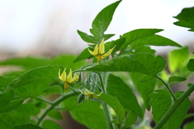 Domates çiçeği. Organik bir bahçede sarı domates çiçekleri. Çiçek açma aşamasında domates bitkisi. Sebze çiçeği..